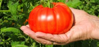 Beschrijving van het tomatenras Biefstuk en zijn belangrijkste kenmerken