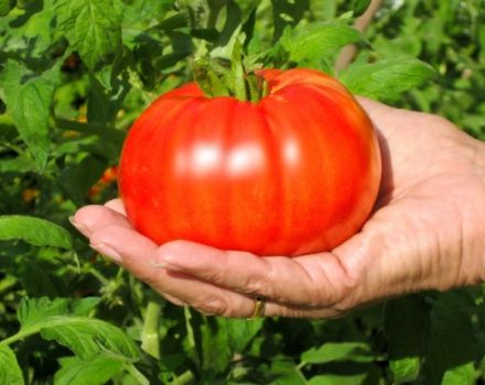 Popis odrůdy rajčat Beefsteak a jeho hlavní vlastnosti