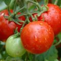 Valya tomātu šķirnes apraksts, tās īpašības un raža