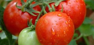 Description de la variété de tomates Valya, ses caractéristiques et son rendement
