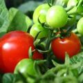 Egenskaper och beskrivning av tomatsorten Boni mm, dess utbyte