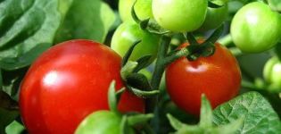 Pomidorų veislės Boni savybės ir aprašymas mm, derlius