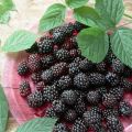 Beskrivelse og karakteristika for Loch Tay Blackberry-sorten, plantning og pleje