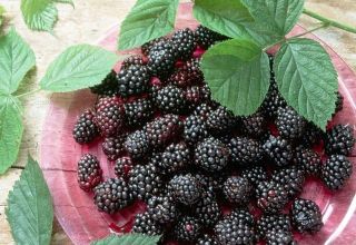 Beskrivelse og karakteristika for Loch Tay Blackberry-sorten, plantning og pleje