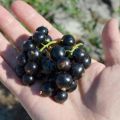 TOP 30 mejores variedades de grosella negra para Siberia con descripción y características