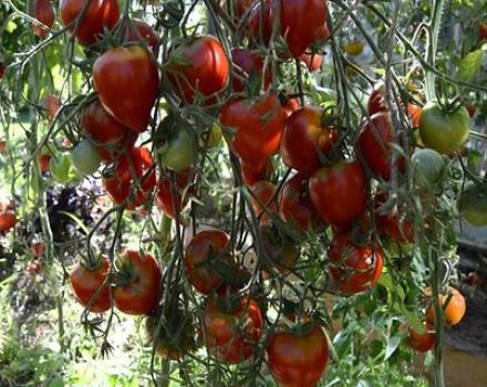 Egenskaper och beskrivning av tomatsorten Tarasenko jubileum, dess utbyte