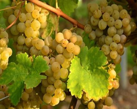 Viura vynuogių aprašymas ir savybės, sodinimas ir priežiūra