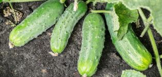 Popis odrůdy okurky Spino, vlastnosti pěstování a péče
