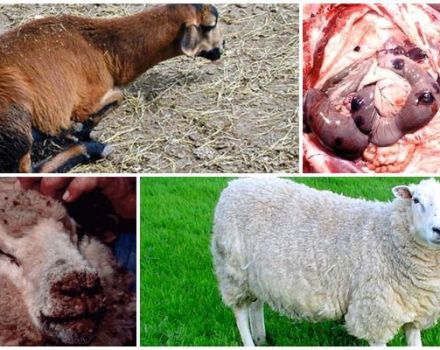 Avių infekcinės enterotoksemijos simptomai, gydymo ir prevencijos metodai