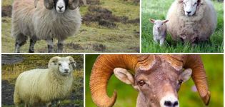 Kaip atrodo avinai ir iš ko jie atsirado, kur gyvena artiodaktilai?