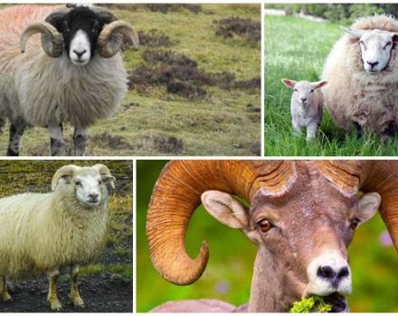 Kaip atrodo avinai ir iš ko jie kilę, kur gyvena artiodaktilai?