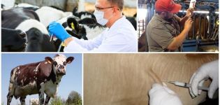Οδηγίες για τη χρήση του εμβολίου άνθρακα σε βοοειδή και δοσολογίες