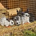 Kích cỡ của senniks cho thỏ và cách tự làm máng ăn