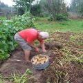 Regeln für den Anbau und die Pflege von Kartoffeln nach der Kizima-Methode