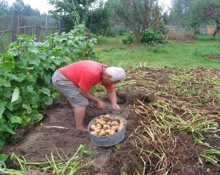 Noteikumi kartupeļu audzēšanai un kopšanai pēc Kizima metodes