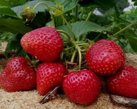 Beskrivning av jordgubbar från Selva, plantering och skötsel