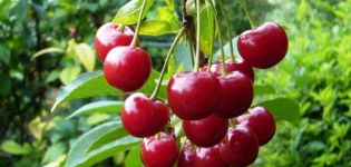 Descrizione e caratteristiche delle ciliegie della varietà Standard degli Urali, storia e caratteristiche della coltivazione