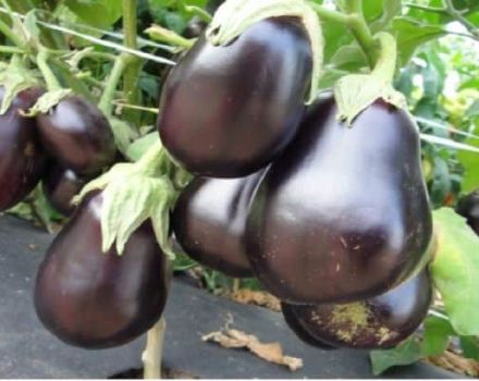 Beskrivelse af sorten aubergine nøddeknækker, dens egenskaber og udbytte