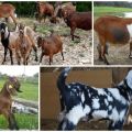 Descrizione e lattiginosità delle capre della razza nubiana, colore e costo approssimativo