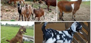 Beskrivelse og mælkeholdighed af geder af den nubiske race, deres farve og omtrentlige omkostninger