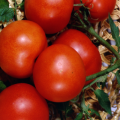 Egenskaper och beskrivning av tomatsorten Lakomka