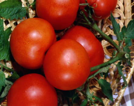 Tomaattilajikkeen Lakomka ominaisuudet ja kuvaus