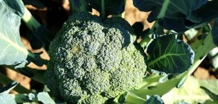 Coltivare e prendersi cura dei broccoli all'aperto a casa