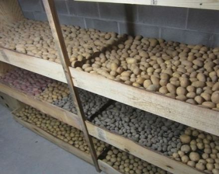 Kaip ir kur tinkamai laikyti bulves namuose bute