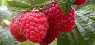 Beskrivelse og udbytte af Taganka hindbær, plantning og pleje