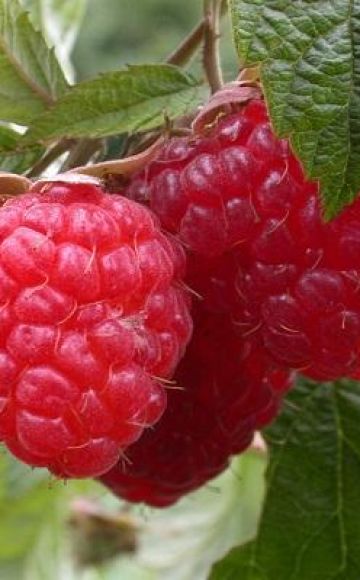 Description and yield of Taganka raspberries, planting and care