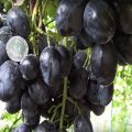 Beskrivelse og karakteristika for Ruslan-druer, dets fordele og ulemper