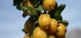 Descrizione e caratteristiche della varietà uva spina gialla inglese, semina e cura