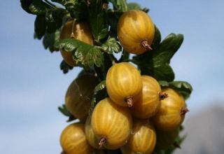 Descrizione e caratteristiche della varietà uva spina gialla inglese, semina e cura