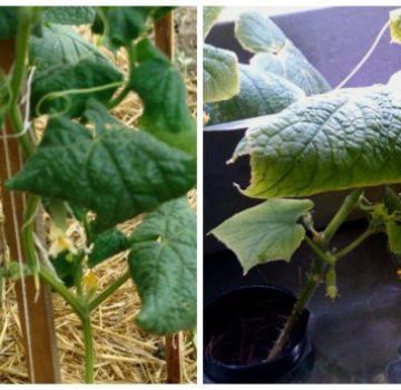 Why do cucumber leaves curl inward and what to do