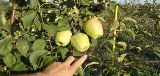 Ābolu šķirnes raksturojums un apraksts Esaul atmiņā, salizturības un augļu degustācijas novērtējums