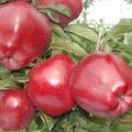 „Red Chief“ obuolių aprašymas ir savybės, auginimas ir priežiūra