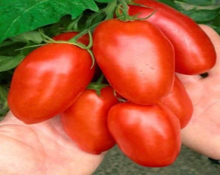 Beschrijving van de grootvruchtige tomatenvariëteit Maestro f1, zijn kenmerken