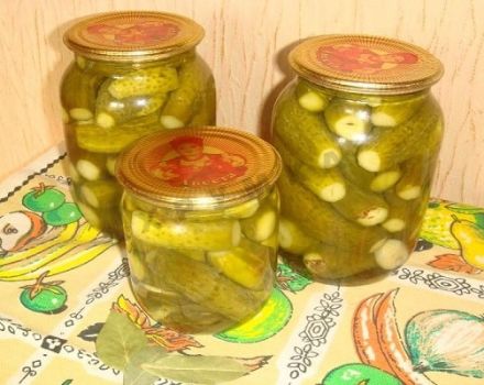Step-by-step recipes for crispy pickled gherkins for the winter like in a store