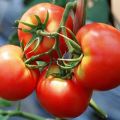 Geriausios pomidorų veislės Vologdos regionui