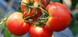 Les meilleures variétés de tomates pour la région de Vologda
