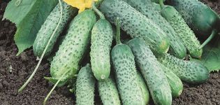 Description of the Pasalimo cucumber variety, its characteristics and yield