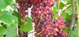 Luchisty Kishmish vynuogių aprašymas ir savybės, nokimo sąlygos