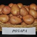 Descripció de la varietat de patates Rosara, recomanacions de cultiu i ressenyes de jardiners