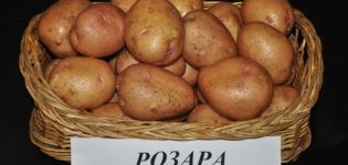 Opis odrody zemiakov Rosara, odporúčania pre pestovanie a recenzie záhradníkov
