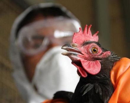 Symptômes et traitement de la grippe aviaire chez les poulets, signes et manifestations
