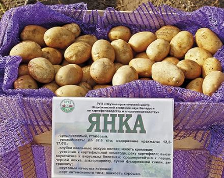 Opis sorte krumpira Yanka, značajke uzgoja i njege
