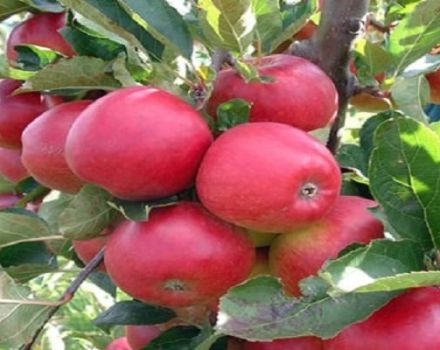 Stulpelio „Zhelannoye“ obuolių veislės aprašymas ir charakteristikos, kultūros pasiskirstymo regionai