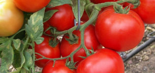 Kenmerken en beschrijving van de tomatenvariëteit Sunrise, de opbrengst