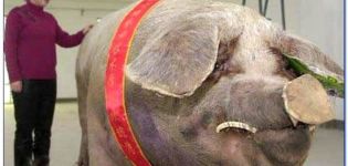 Hur mycket väger de största grisarna i världen, företrädare för Guinness rekordbok