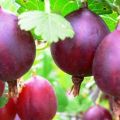 TOP 20 varieti gooseberry terbaik untuk Siberia dan Ural dengan keterangan